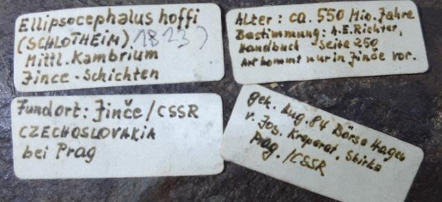 Ellipsocephalus hoffi (SCHLOTHEIM 1823) - Bild © FossNet FossilienStore